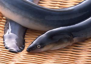 店舗に食券機を設置したい場合には