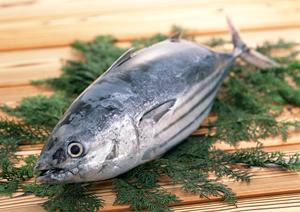 新橋の居酒屋で最高のお料理とお酒が楽しめる