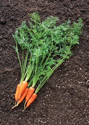 最近広まりをみせるお米の宅配について