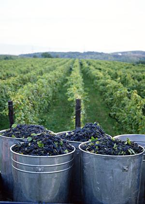 高崎でオシャレなディナーができるお店