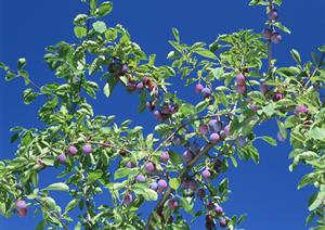 秋葉原の魅力満載！コンカフェで新たな恋人体験を楽しもう