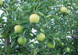 ミゲルフアニ ラクーア店 – スペイン料理の真髄を楽しむ