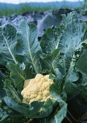 美味しい希少米が手軽に手に入る通販